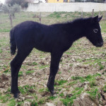 Sicilia Mezzo Pony