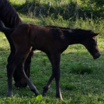 Sella Italiano (Nadir di San Patrignano x Messicano)